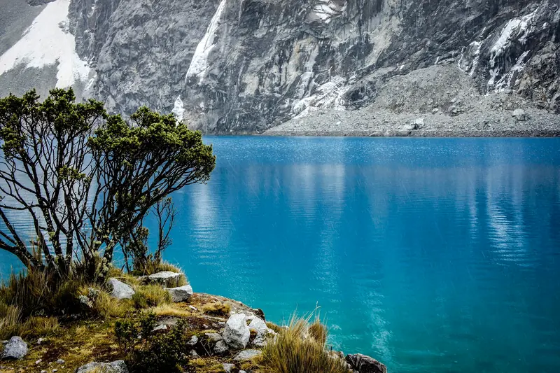 Turquoise water of Laguna 69 with an Andean shrub in the foreground